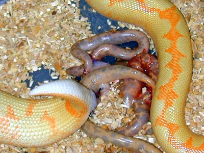  Kenyan sand boa birth 