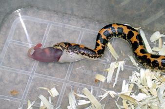  Kenyan sand boa 