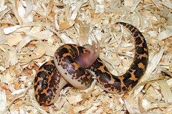  Kenyan sand boa 