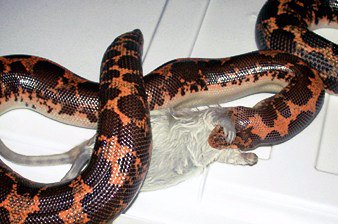  Adult Kenyan sand boa 