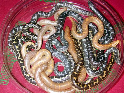  Kenyan sand boa morphs 