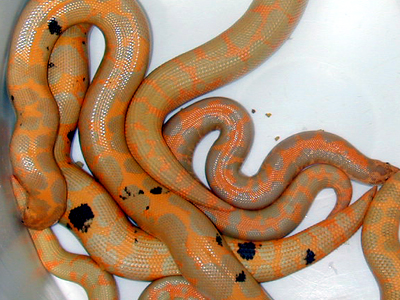  Kenyan sand boa morphs 